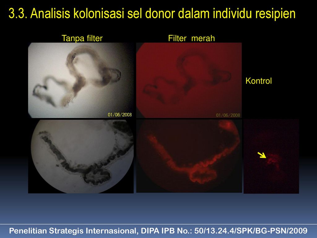 TEKNOLOGI TRANSPLANTASI SEL TESTIKULAR DALAM REKAYASA PRODUKSI TELUR